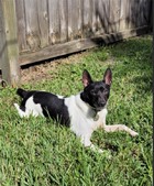 AVAILABLE RAT TERRIERS