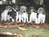 Enlarge photo 11