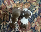 Enlarge photo 14
