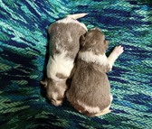 Enlarge photo 5