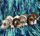 DOTTIE PUPPIES 2026