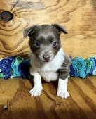 DOTTIE PUPPIES 2026