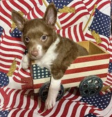 DOTTIE PUPPIES 2026