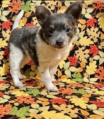 DOTTIE/WOODY LITTER 2025