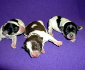 DOTTIE'S PUPPIES