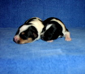 Enlarge photo 7