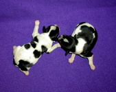 Enlarge photo 4