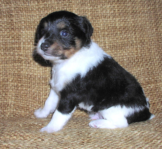 Photo 23 Of 94 Long Haired Rat Terriers