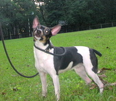 LUCINDA PUPPIES 2026