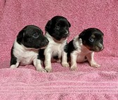 LUCINDA PUPPIES 2026