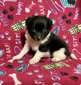 LUCINDA PUPPIES 2026