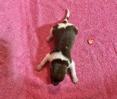 Enlarge photo 11