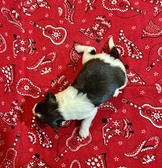 Enlarge photo 11