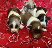 rat terrier puppies for sale in Florida