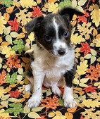 rat terrier puppies for sale in Florida
