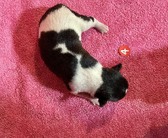 Enlarge photo 16