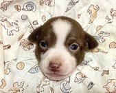 ROSE WOODY PUPPIES