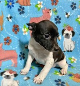 SNOW WOODY PUPPIES