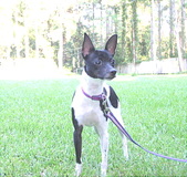 ANNIE