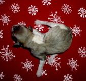 Enlarge photo 5