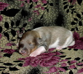 Enlarge photo 9
