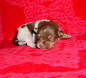 Enlarge photo 4
