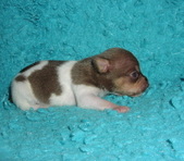 Enlarge photo 7