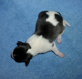 Enlarge photo 2