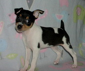 BRANDY