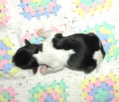Enlarge photo 29
