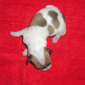 Enlarge photo 7