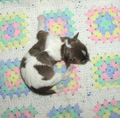 Enlarge photo 2