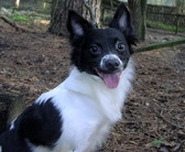 DOTTIE
