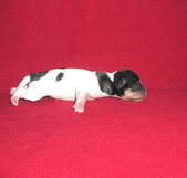 Enlarge photo 4