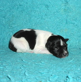 Enlarge photo 4