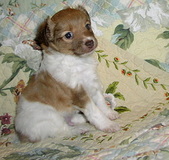 JUNIOR