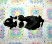 Enlarge photo 9