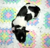 Enlarge photo 9