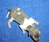 Enlarge photo 2
