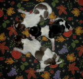 Enlarge photo 27
