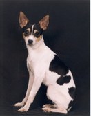 BOO-BOO: IN LOVING MEMORY