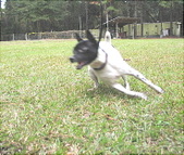 DENT'S CHLOE