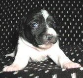OREO