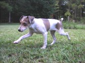 SARGE