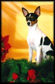 SPRING HIGH SHOWGIRL - PEANUT