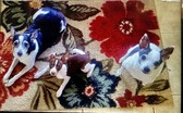 Enlarge photo 10