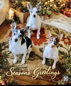 SPRING HIGH"S SILVER ANNIVERSARY