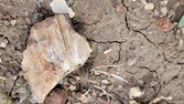 Enlarge photo 51