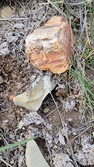 Enlarge photo 59