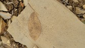 Enlarge photo 40